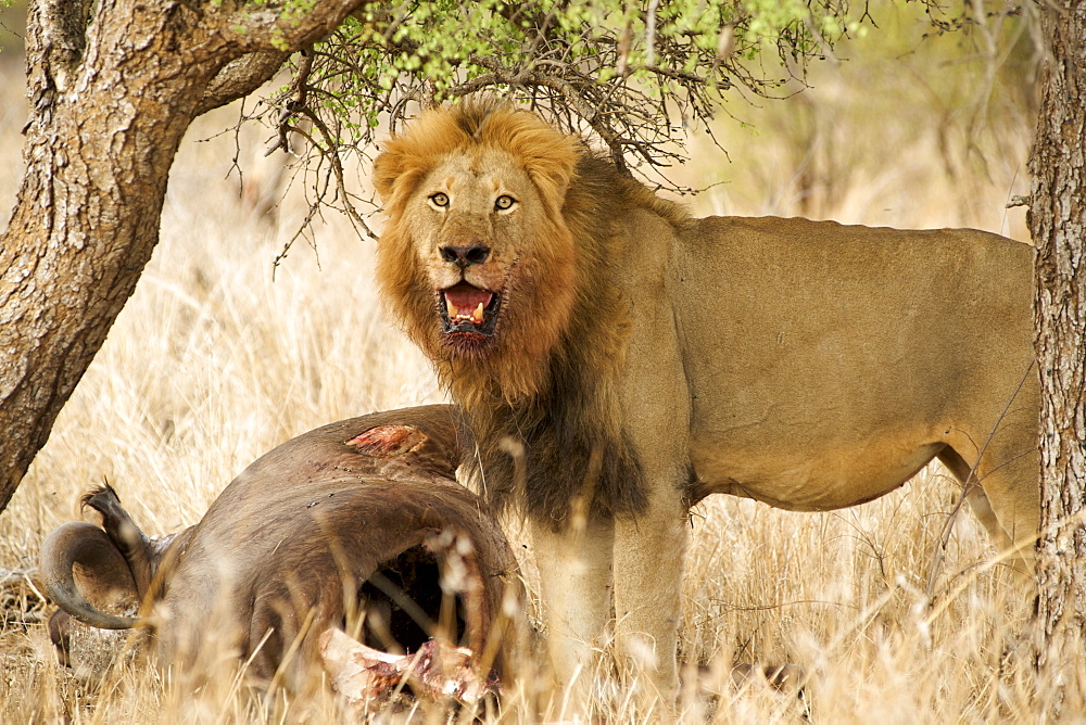 Male lion (panthera leo) with a buffalo carcass at the andBeyond Ngala Lodge in the Kruger Park area, South Africa, Africa