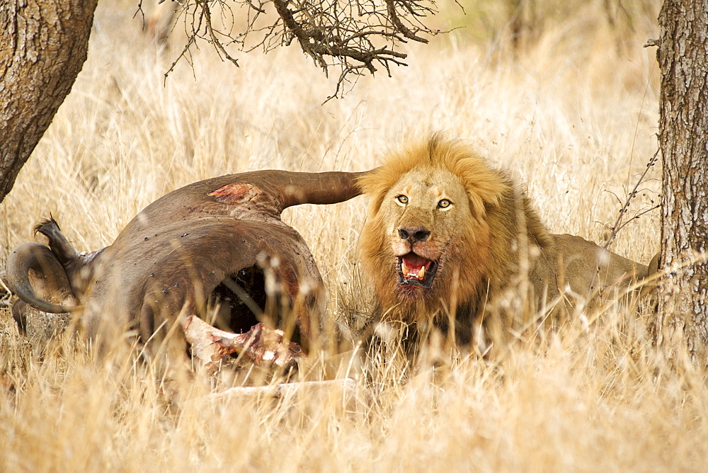 Male lion (panthera leo) with a buffalo carcass at the andBeyond Ngala Lodge in the Kruger Park area, South Africa, Africa