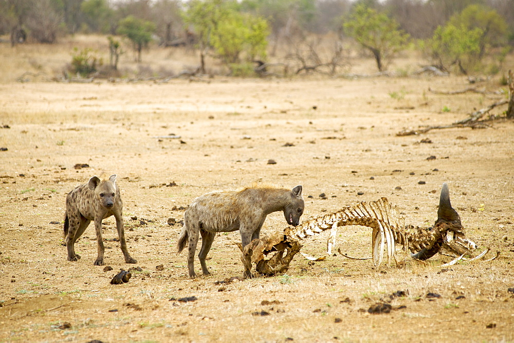 Spotted hyena (laughing hyena) (Crocuta crocuta), at a buffalo carcass at the andBeyond Ngala Lodge in the Kruger Park area, South Africa, Africa