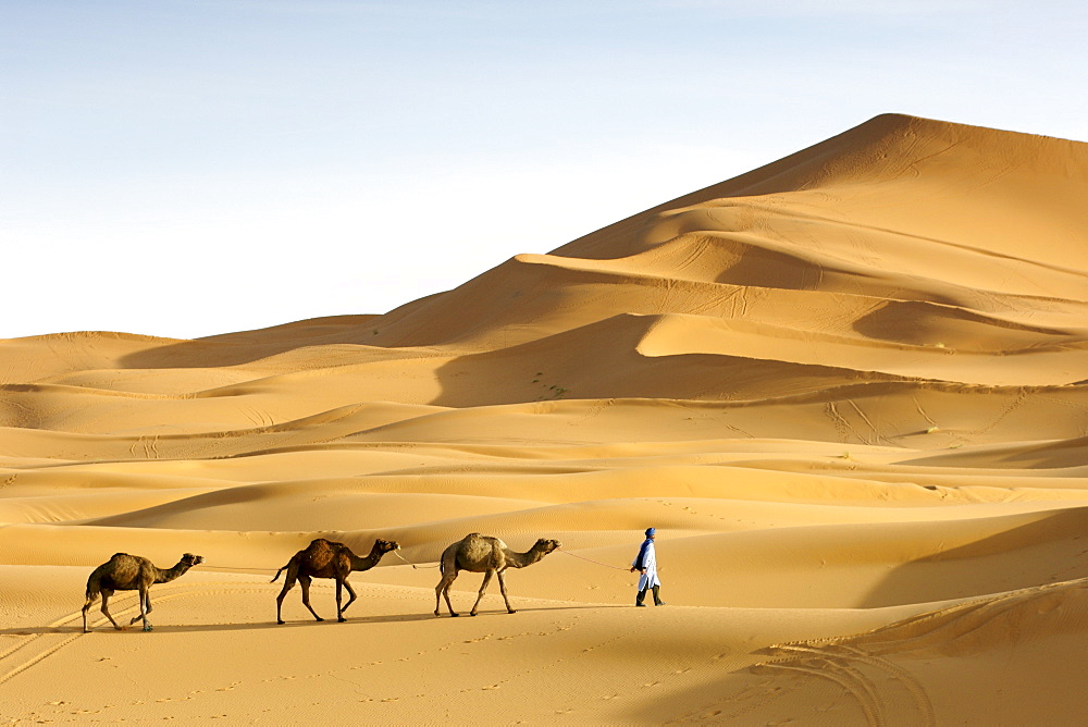 A berber man leading his dromedary camels into the sand dunes of Erg Chebbi near Merzouga on the periphery of the Sahara desert in eastern Morocco