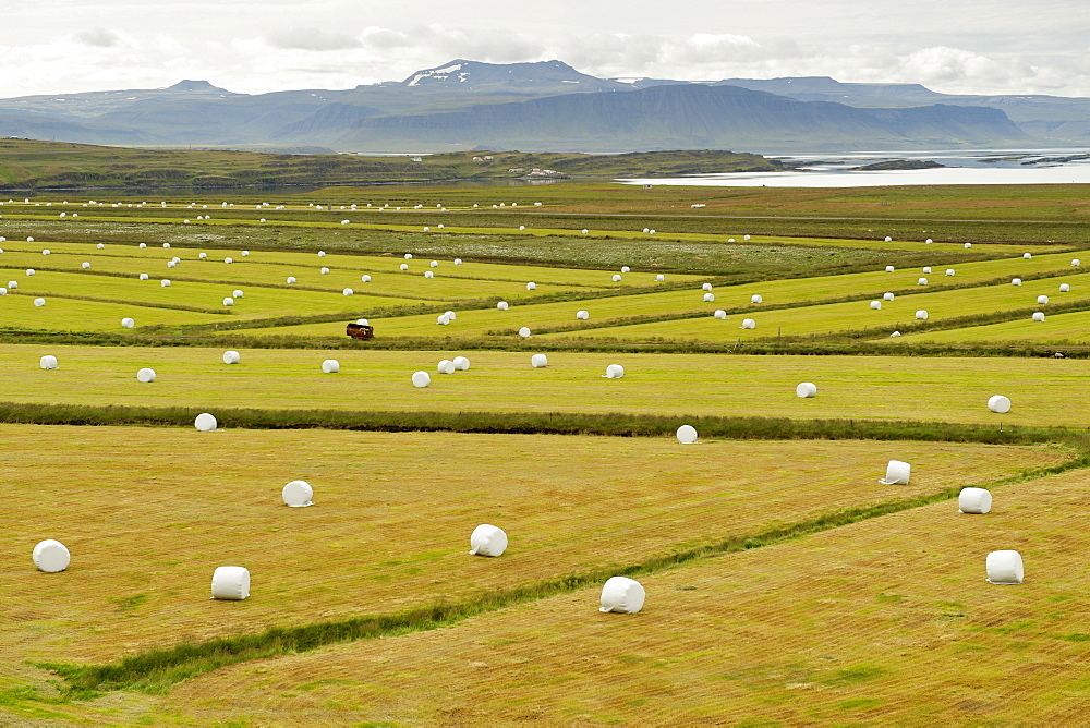 Farm near the town of Kroksfjardarnes in the Westfjords region of the northwest, with Kroksfjordur fjord in the background, Iceland, Polar Regions