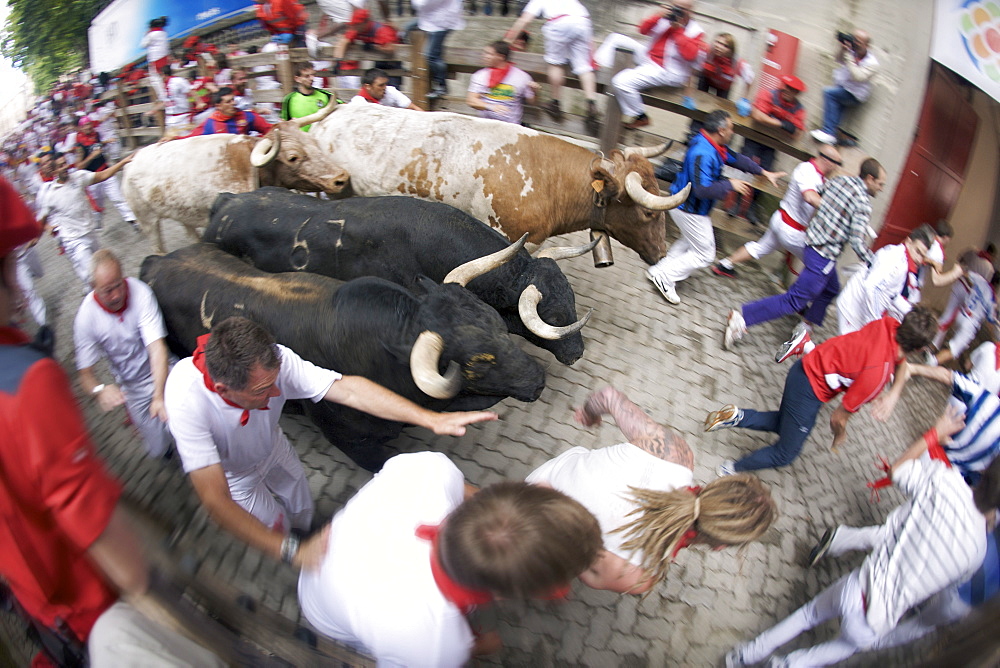 Crowds running with bulls during the encierro at the festival of San Fermin (The Running of the Bulls), Pamplona, Navarra, Euskadi, Spain, Europe