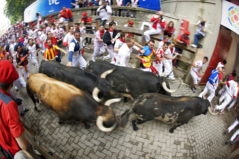 Crowds running with bulls during the encierro at the festival of San Fermin (The Running of the Bulls), Pamplona, Navarra, Euskadi, Spain, Europe