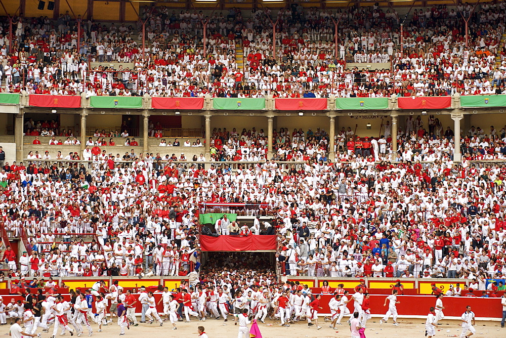 Runners and bulls arriving in the bullring during the festival of San Fermin (The Running of the Bulls) in Pamplona, Navarra, Euskadi, Spain, Europe