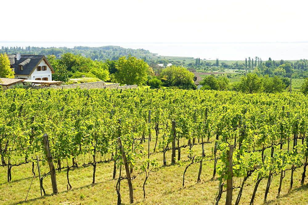 Vineyards on the north shore of Lake Balaton, Hungary, Europe