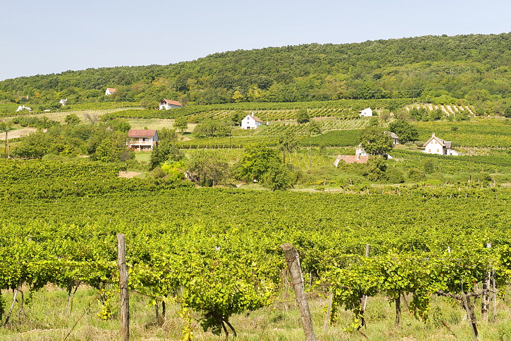 Vineyards of Kaptalantoti near Lake Balaton, Hungary, Europe