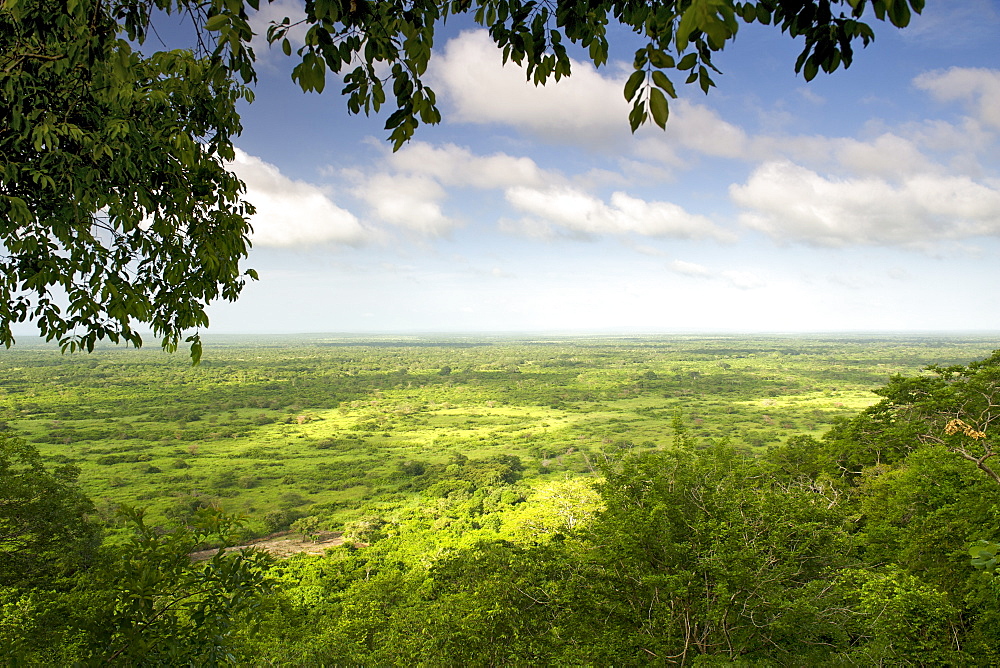 View across the Quirimbas National Park in northern Mozambique, Africa