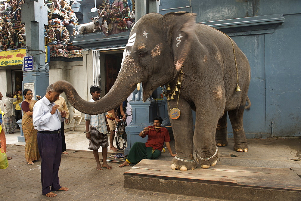 An elephant dispensing blessings at the Sri Manakkula Vinayagar temple in Pondicherry India