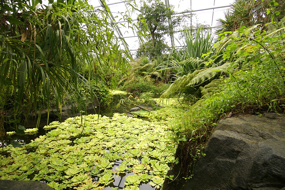 Interior of the Masoala rainforest project which forms part of the Zürich zoo in Switzerland.