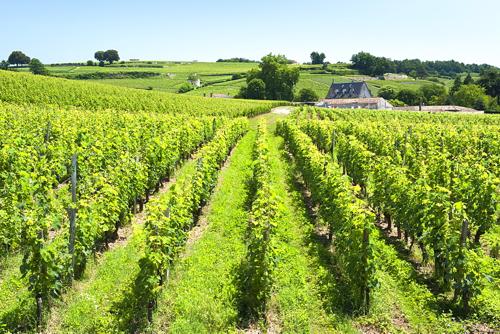 Vineyards of the St.-Emilion region in the Gironde department in Aquitaine, southwestern France, Europe