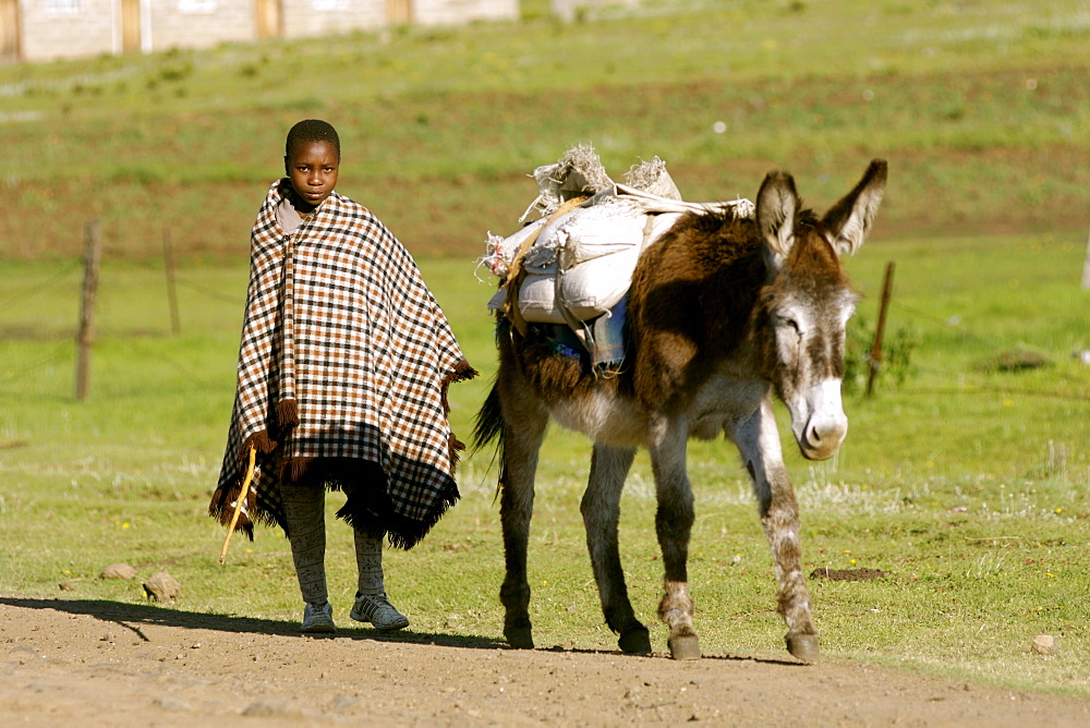 A Basotho child walking with a donkey in the village of Semonkong in Lesotho, Africa