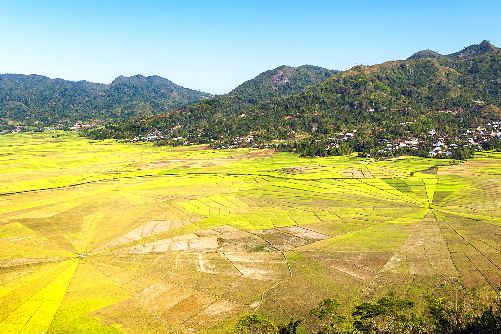 Sawah sarang laba-laba (spider web rice paddies) near Ruteng on Flores island, Indonesia.