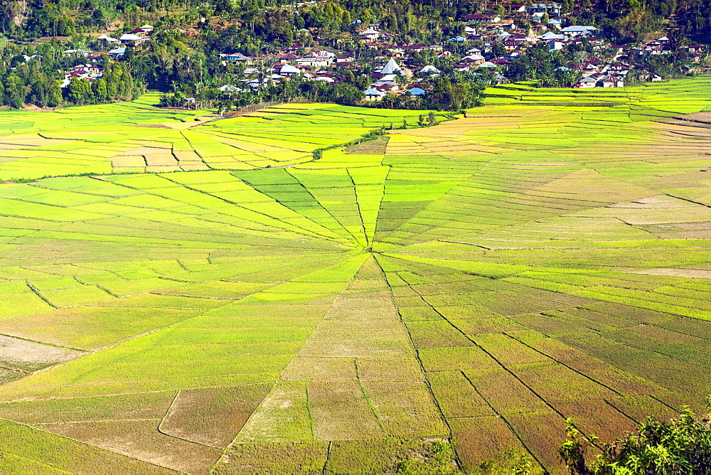 Sawah sarang laba-laba (spider web rice paddies) near Ruteng on Flores island, Indonesia.