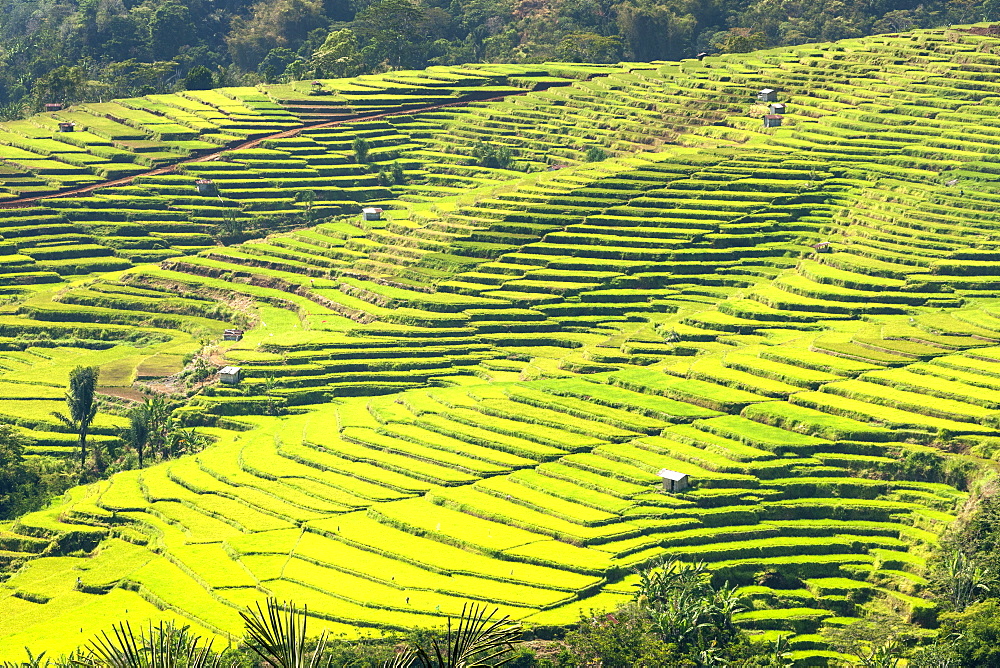 Golo Cador rice paddies near Ruteng, Flores island, Indonesia.