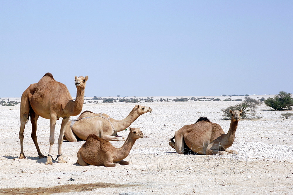 Group of camels in the desert in Qatar.