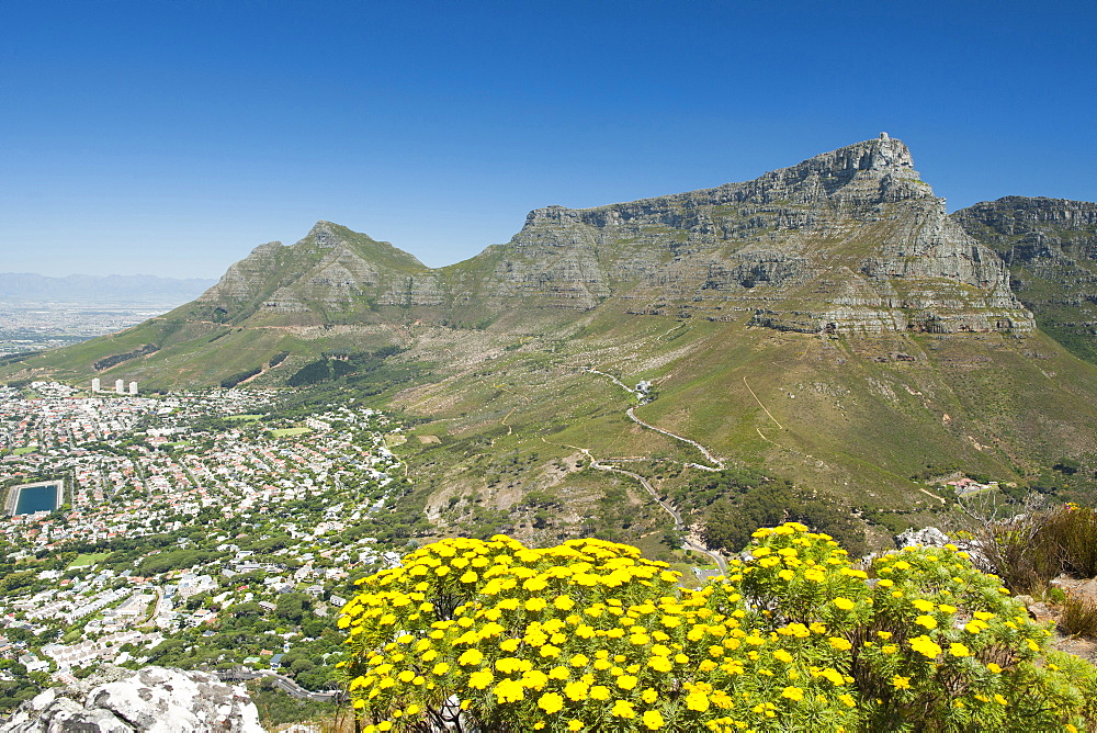 Table Mountain in Cape Town, South Africa with a Golden Coulter Bush (Hymenolepis parviflora) in the foreground.