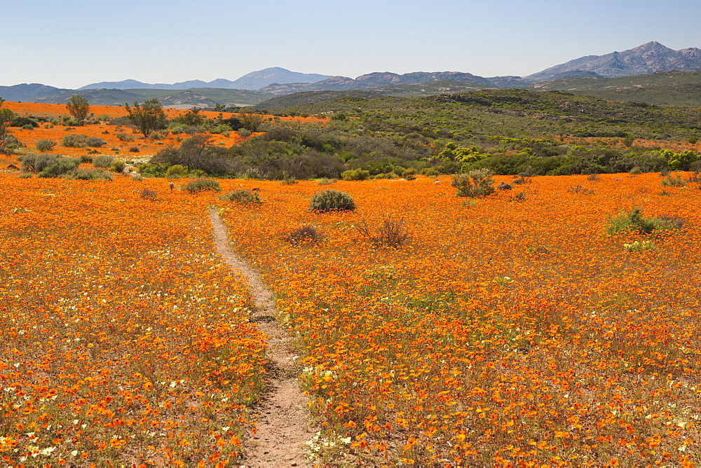 The Korhaan walking trail through fields of flowers in the Namaqua National Park in South Africa.