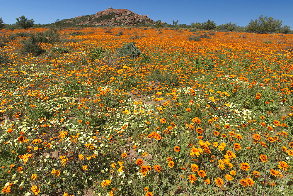 Flowers in the Namaqua National Park in South Africa.