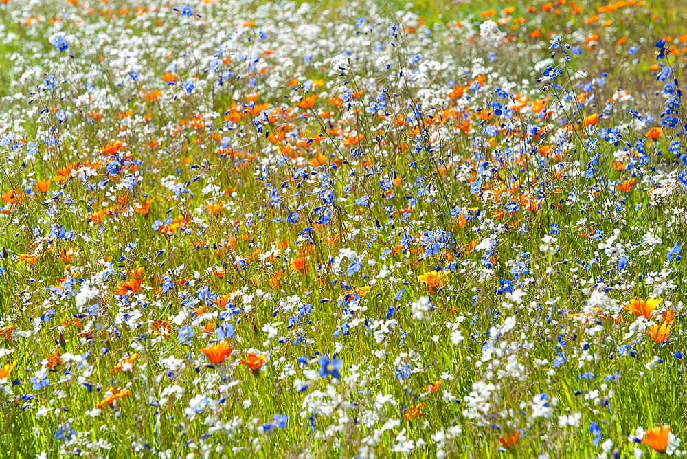 Flowers in the Namaqua National Park in South Africa.