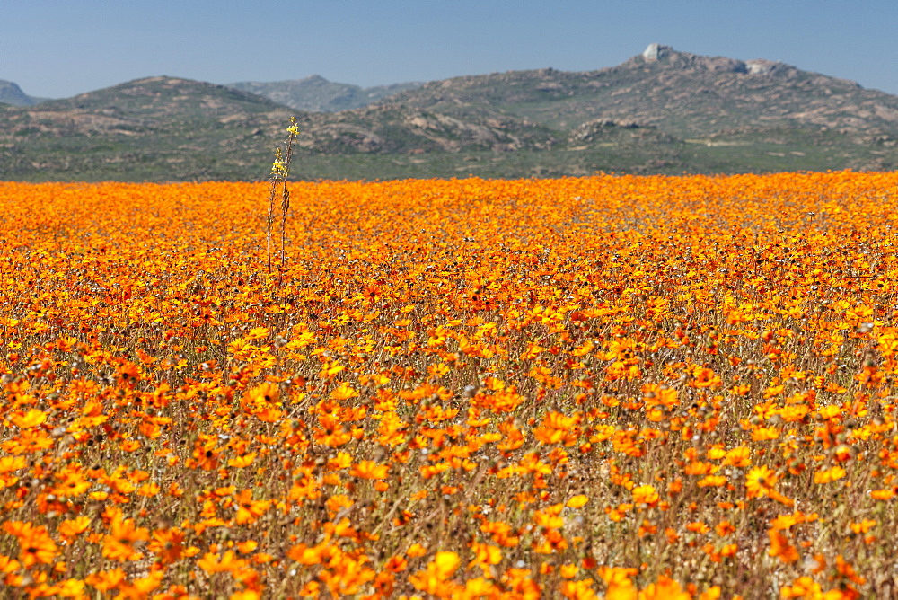 Daisies and other flowers in the Namaqua National Park in South Africa.