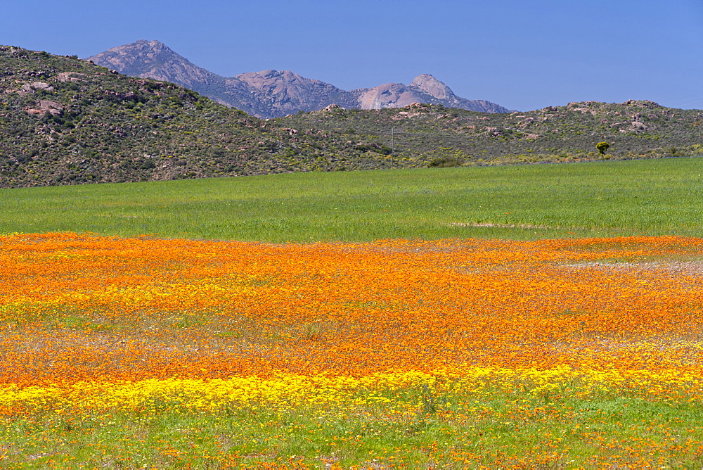 Fields of flowers near the Namaqua National Park in South Africa.