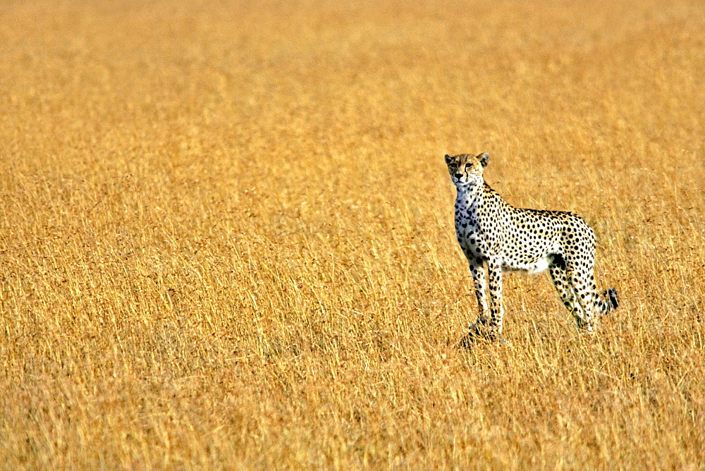 A female cheetah (Acinonyx Jubatus) in the Masai Mara game reserve, Kenya, East Africa, Africa