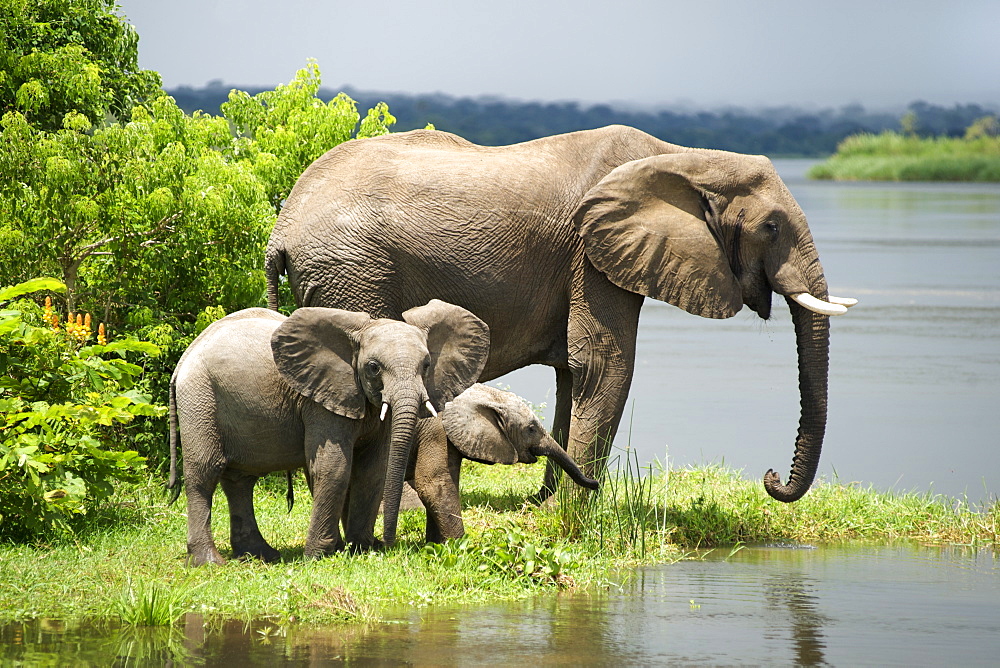 African elephants (loxodonta africana) in Murchison Falls National Park in Uganda.