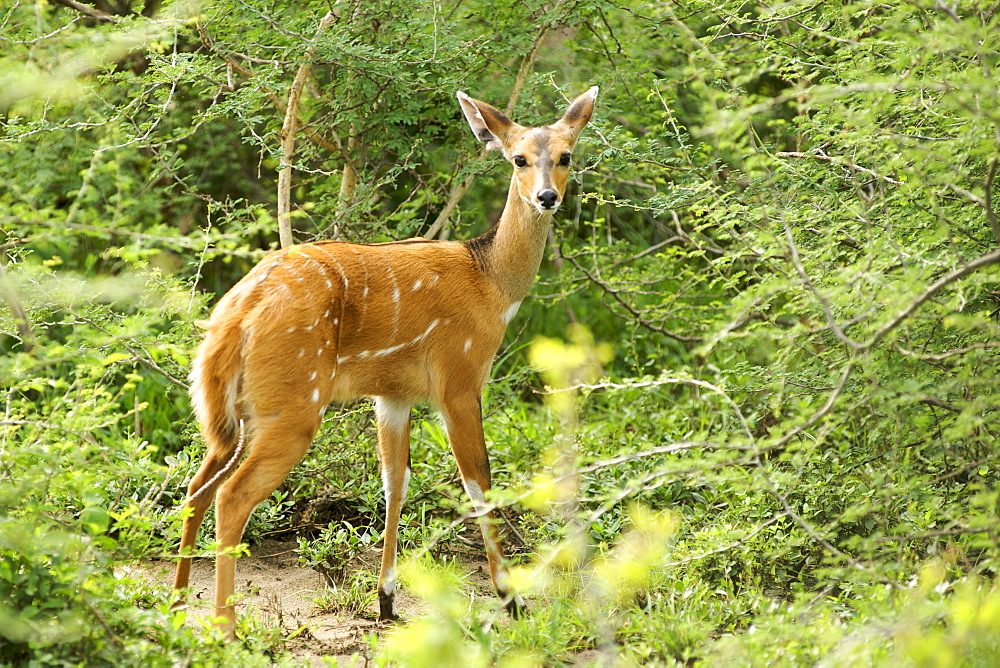 Female bushbuck (tragelaphus scriptus) in Murchison Falls National Park in Uganda.