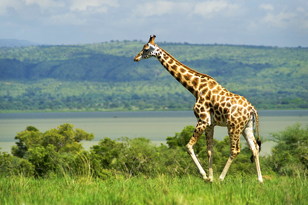 Giraffe (Giraffa camelopardalis) in Murchison Falls National Park in Uganda.