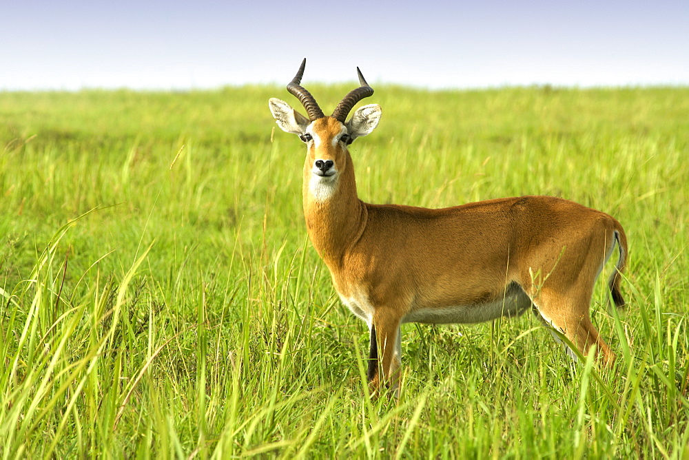 Kob (Kobus kob thomasi) in Murchison Falls National Park in Uganda.