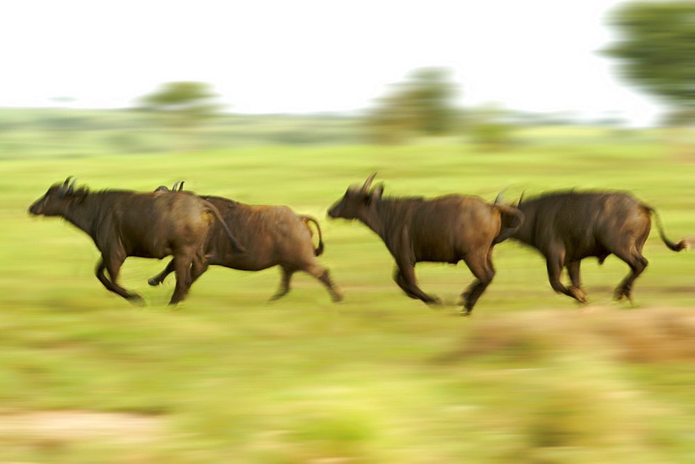 Buffalo herd running in Murchison Falls National Park in Uganda.