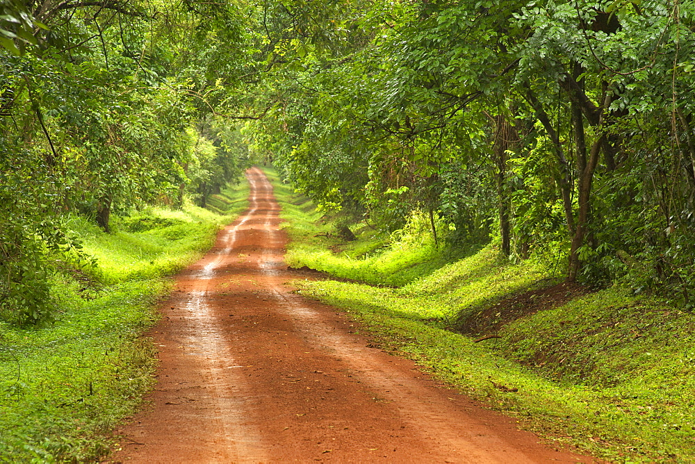 Dirt road through the Budongo Forest in the south of Murchison Falls National Park in Uganda.