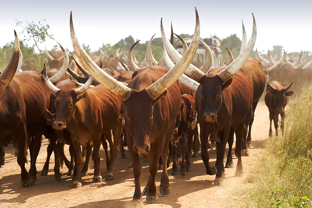 Ankole cattle on a dirt road in Uganda.