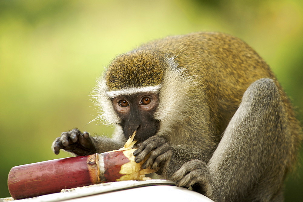 Vervet monkey (Chlorocebus pygerythrus) eating sugar cane in Uganda.