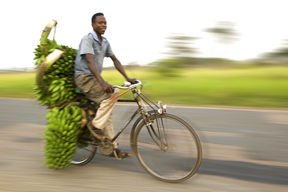 Man transporting bananas on a bicycle Uganda.