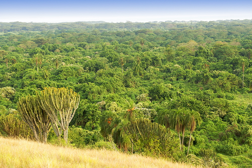 View across the Kitabule Swamp Forest at Pelican Point in Queen Elizabeth National Park in western Uganda.