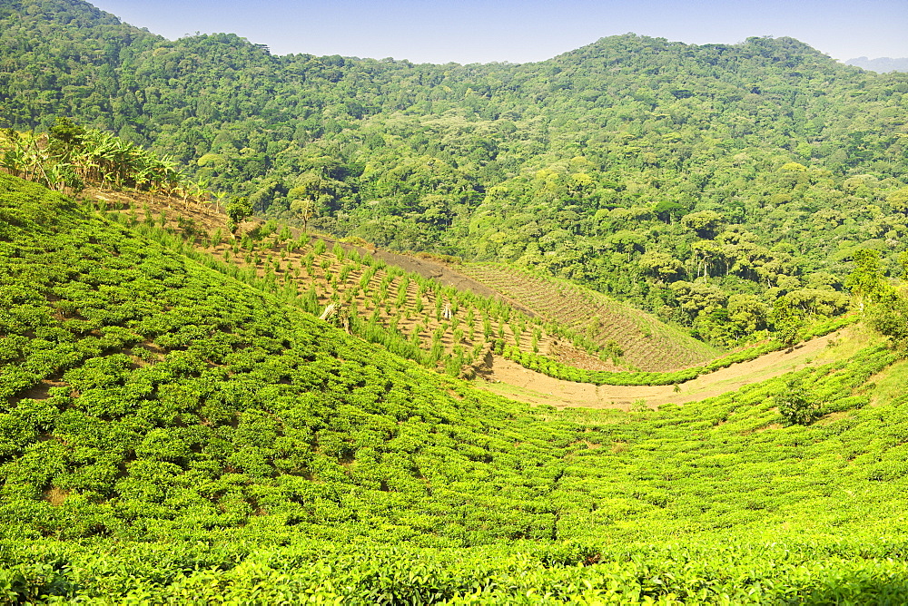 View across tea plantations and agricultural land bordering Bwindi Impenetrable National Park in southern Uganda.