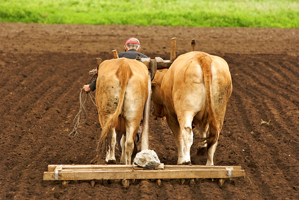 A Spanish man leading his cow-powered plough through his fields in the Galicia region in Spain.