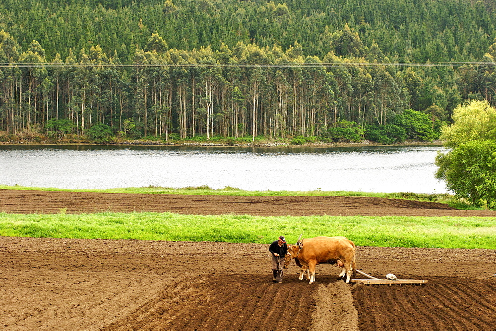 A Spanish man leading his cow-powered plough through his fields in the Galicia region in Spain.