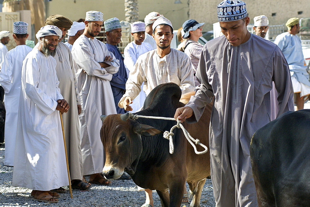 Calves being paraded for sale in the livetsock arena of the Friday market in Nizwa in Oman.