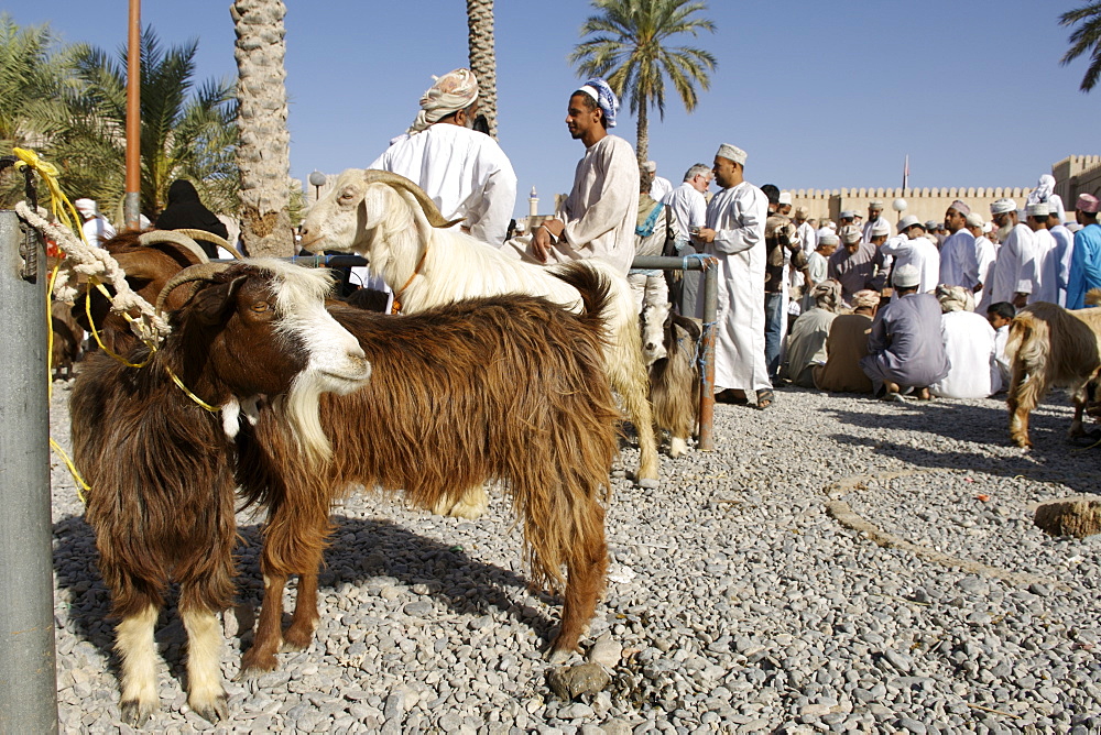 View of the livestock arena at the Friday market in Nizwa in Oman.