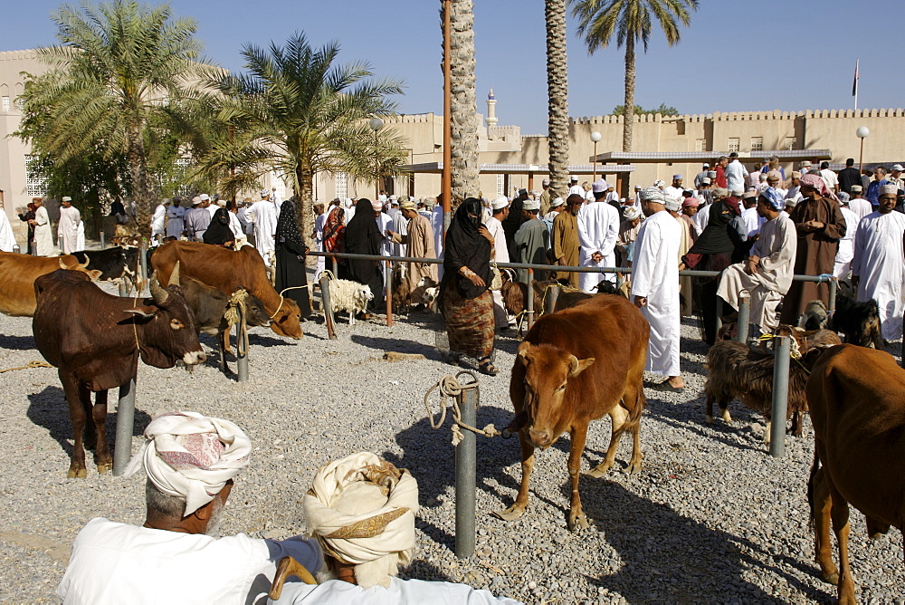 View of the livestock arena at the Friday market in Nizwa in Oman.