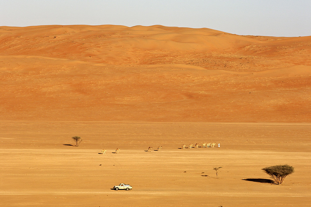 A bedouin leading his Arabian camels (Camelus dromedarius) across Wahiba Sands (Ramlat al Wahaybah) in Oman.