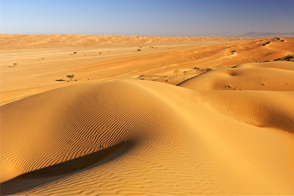 The dunes of Wahiba Sands (Ramlat al Wahaybah) in Oman.