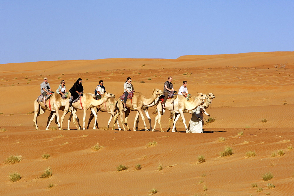 Tourists riding camels in Wahiba Sands or Ramlat al-Wahiba (also called Sharqiya Sands) in Oman.