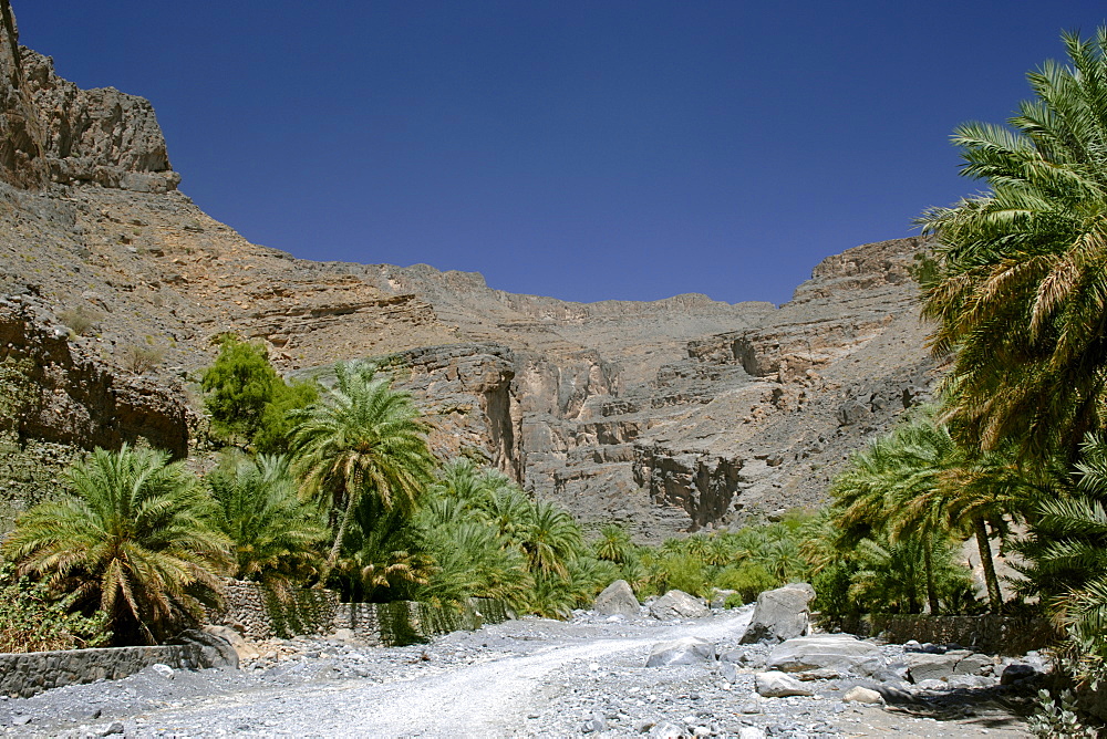 Date palms lining Wadi Nakhr in the Jebel Akhdar mountains of Oman.