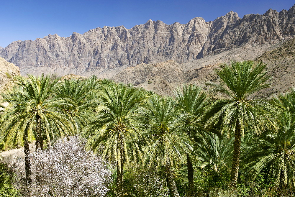 Landscape in the Ghubrah bowl region of the Jebel Akhdar mountain of Oman.