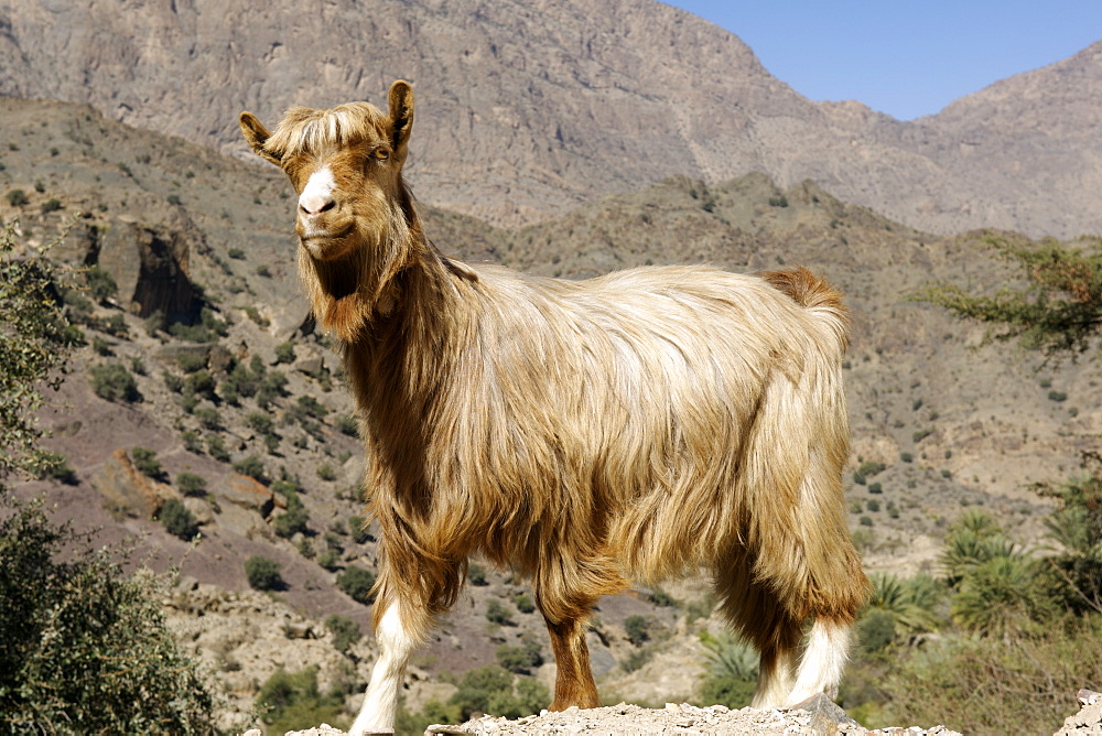 Goat near the vhe village of Hadash in the mountains of Jebel Akhdar in Oman.