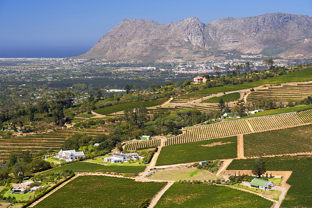 View of vineyards in the Constantia area of Cape Town's southern suburbs in South Africa.