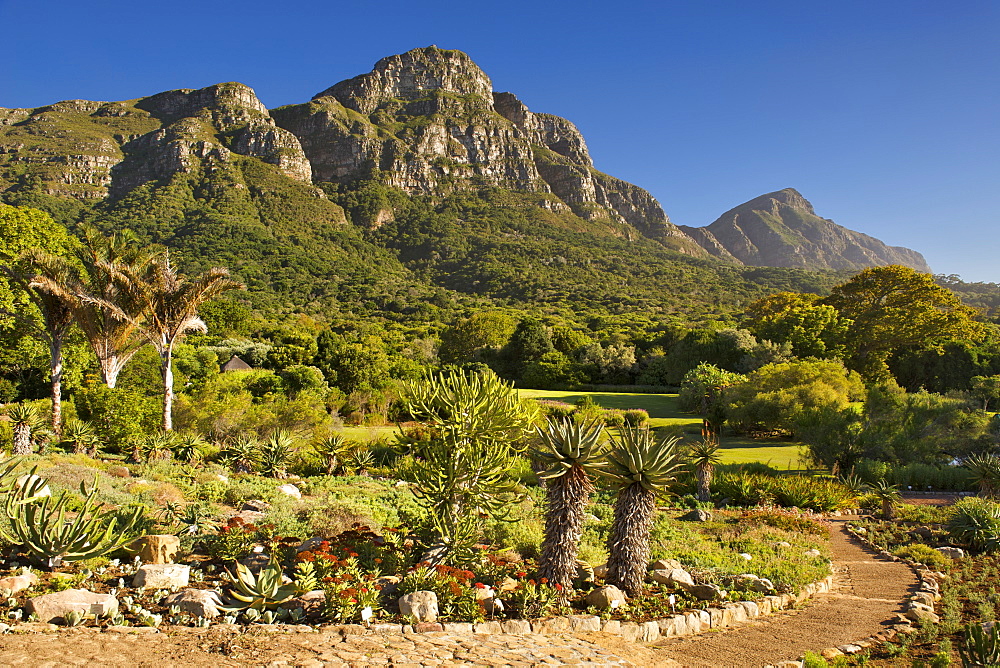 View of Kirstenbosch Botanical Gardens and the back of Table Mountain in Cape Town, South Africa.